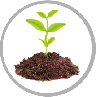 planta